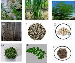 Image result for Moringa oleifera