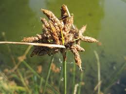 Image result for Schoenoplectus erectus