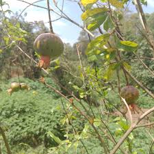 Image result for Sporobolus myrianthus