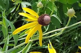 Image result for Cineraria pinnata