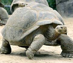 هتوف من قسم B صور B في B صور B Galapagos Tortoise Tortoises Galapagos