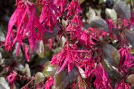 Image result for Hamamelidaceae