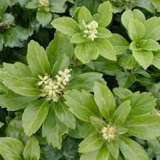 Image result for Pachycarpus spurius