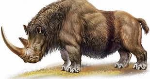 Woolly Rhinos Went Extinct Around 10000 Years Ago They Weighed Up To 2700 Kilos Naturewasmetal In 2020 Ancient Animals Extinct Animals Prehistoric Animals