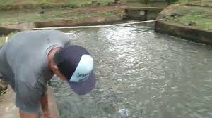Budidaya Ikan Nila Kolam Air Deras Youtube