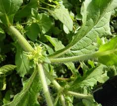 Image result for Acanthospermum