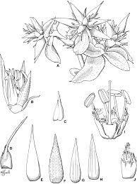 Image result for Centemopsis