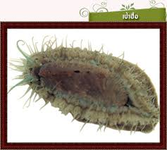 เรียลลิตี้โชว์ law of the jungle จากเกาหลีใต้ ได้ออกแถลงขอโทษทางการ. 4 Mollusca Kingdom Animalia