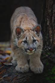 Bebek Puma Dag Aslani Hayvanlar Hayvan Vahsi Hayvanlar