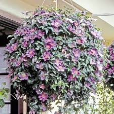 Check spelling or type a new query. Hanging Basket Clematis Collection 3 Plants 7cm Pot Seed Plant Supplies Large Selection Great Prices