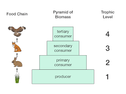 A pyramid of biomass refers to graphical representation of biomass that is present per unit area of all the various trophic levels of the ecosystem. Learning By Questions