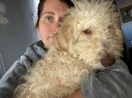 My beautiful golden doodle name jake