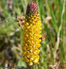 Image result for Disa woodii