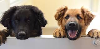 The reduced lifespan of unaltered pets can, in part a contributor to the increased longevity of altered pets is their reduced risk of certain types of cancers. Best Friends Position Statements On Issues Best Friends Animal Society