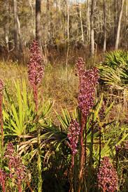 Image result for Triclisia