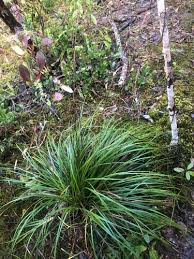 Image result for Costularia