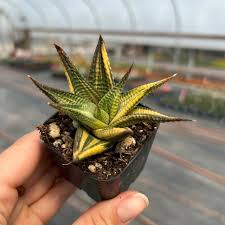 Image result for Haworthia limifolia