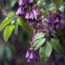 Shade loving perennial flowers zone 8. 5 Perfect Plants For Full Shade Color Z 8 11