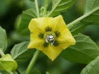 Image result for foto moud Forsterův