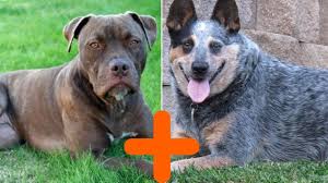 Both are very nice dogs. Pit Heeler Pitbull Terrier Blue Heeler Mix Info Pictures Facts Doggie Designer