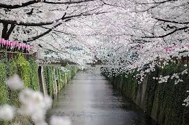 Japanese Cherry Blossoms Sakura1 Japanese Cherry Blossom Japanese Cherry Cherry Blossom Season