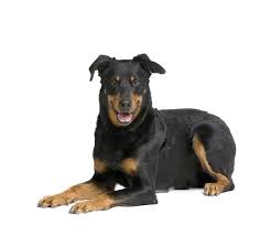 We did not find results for: Beauceron Breed Guide Petbarn