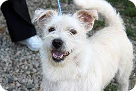 They can be mischievous and independent and may dig and bark. Cincinnati Oh Westie West Highland White Terrier Meet Andy Red Bank Vet Hospital A Pet For Adoption