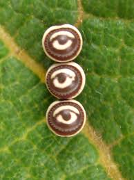 Pin By Cheryl Kibler On The Earth As Art Macro Pictures Butterfly Beautiful Bugs
