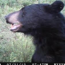 Black Bear Shot Placement Archery Black Bear Trail Cam With Images Black Bear Bear Animals