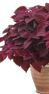 Colorblaze Rediculous Coleus Red Plants Plants Uk Plants