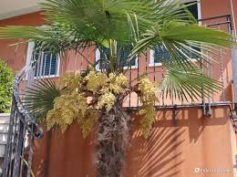 Orecchini a grappolo di fiori bianchi cremosi. La Palma Con I Fiori Gialli Fidelity Foto