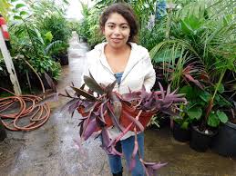 Image result for Tradescantia pallida