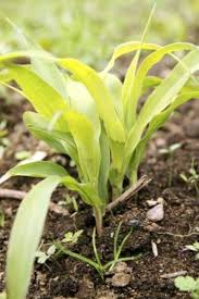 We did not find results for: Daun Jagung Menguning Mengapa Daun Tanaman Jagung Berubah Kuning Id Haenselblatt Com