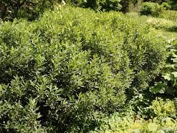 Image result for Myrica salicifolia