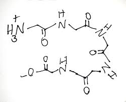 The partial double bond character of peptide bond, prevent free rotation of polypeptide chain. How To Draw Peptide Chains 18 Steps With Pictures Instructables
