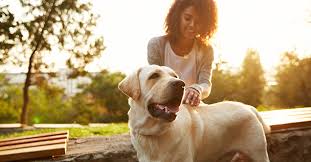 Spectrum canine, the bay area puppy training experts we offer completely customized programs based on your puppy's individual needs. Best Dog Training In Modesto Ca Livermore Puppy Trainers