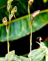 Image result for Eggelingia clavata