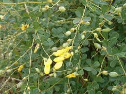 Image result for Tinnea vesiculosa