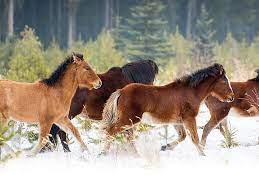 This Is What It S Like Photographing The Wild Horses Of Alberta