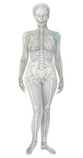 Radius & ulna + muskulatur. Radius Speiche