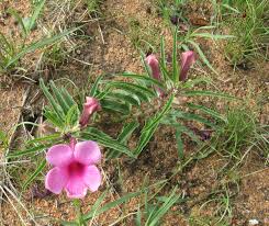 Image result for Pterodiscus aurantiacus