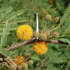 Image result for Acacia farnesiana