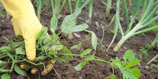 It is possible to reduce weeds in flower and vegetable beds with a few simple strategies. How To Control Weeds In A Vegetable Garden