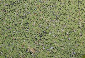 Image result for Wolffiella welwitschii