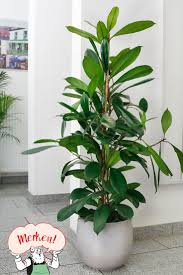 Afrikanischer Feigenbaum Im Ca 21 Cm Topf Online Kaufen Bei Gartner Potschke In 2020 Feigenbaum Zimmerpflanzen Pflanzen