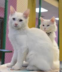 Kedi Guzellik Yarismasinda Birinci Kartopu