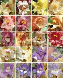 Image result for Orobanchaceae