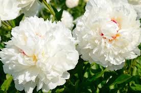 White Peony Root Extract Paeoniflorin 10% HPLC - Food Ingredient - Xi'an  Sunlight Biotechnology Co.,Ltd. - TraceGains Gather® Ingredients Marketplace