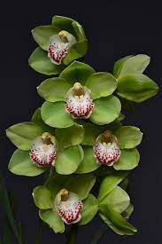 Cymbidium 2 Again Cymbidium Orchids Green Orchid Beautiful Orchids