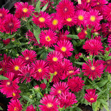 Image result for Asters `Jenny